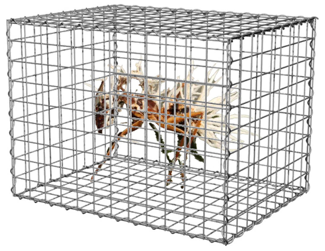 ant in cage