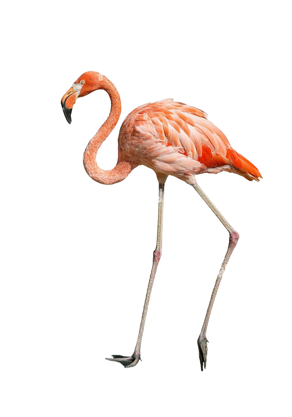 flamingo struttin