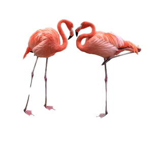 flamingos in love