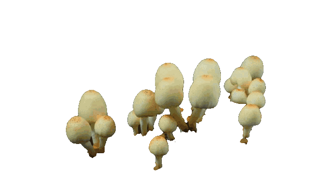 MUSHROOMS THAT ARE GROWING