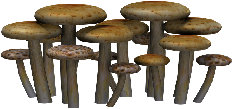 shrooms