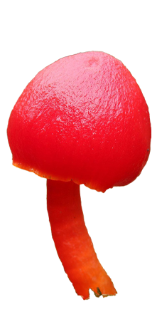 Mushroom