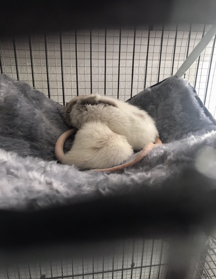 Biscuit and Button the Rats