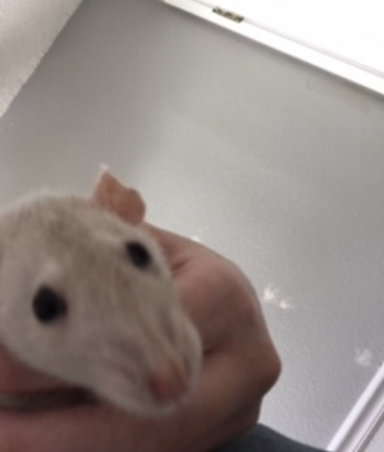 Biscuit the Rat