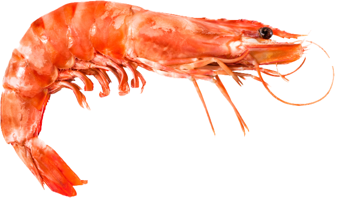 SHRIMP