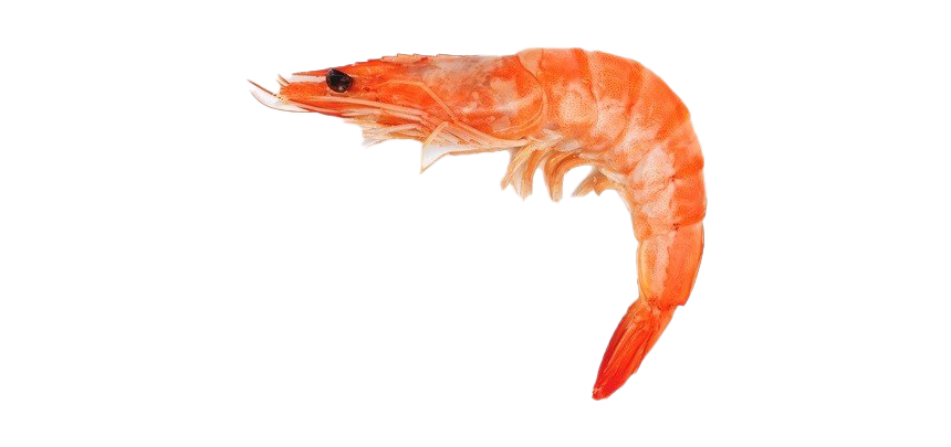SHRIMP