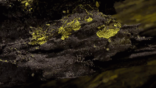 here comes ya boi.... fungal infection